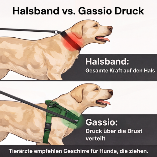 Gassio Antizug-Hundegeschirr